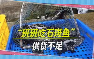 民进党是来搞笑的吗，“班班吃石斑鱼”供货不足，学校被迫改菜单