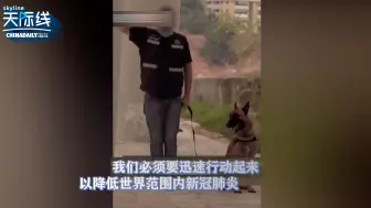 厉害了！黎巴嫩正在训练牧羊犬嗅出新冠病毒的“气味”