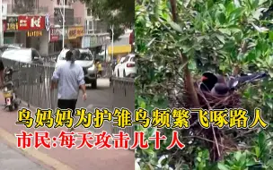 鸟妈妈为护雏鸟频繁飞啄路人，市民：每天攻击几十人，要戴上帽子