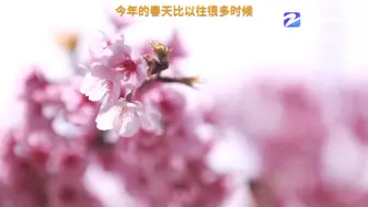 宁波植物园早樱花开成海 传递春天气息