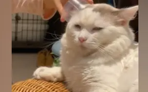 萌娃拿传声筒对猫咪耳朵唱歌 猫咪不给面子脸上写满“生无可恋”