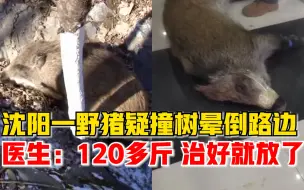 沈阳一野猪疑撞树晕倒路边，医生：120多斤，治好就放归大自然