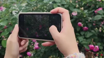 又见蔷薇开 这里风景独好！