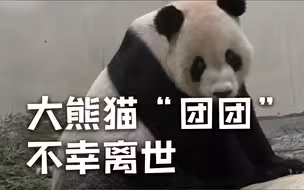 台媒：大熊猫“团团”不幸离世 19日凌晨连续3次癫痫发作
