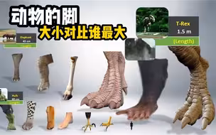 动物的脚谁的最大