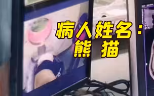 上海三甲医院有名患者叫“熊猫” 居然是真国宝！