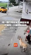 同一路口先后发生两起车祸 吓醒同一只睡觉的狗狗 请看VCR！