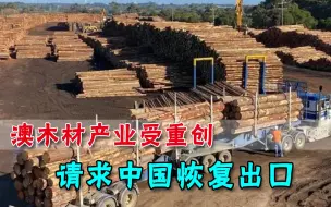 冷板凳坐难受了？澳大利亚请求恢复木材出口，中国：再坐会儿