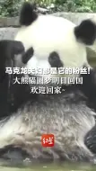 马克龙夫妇都是它的粉丝！大熊猫圆梦明日回国 欢迎回家~