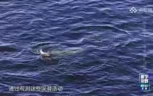 象海豹的潜水能力比抹香鲸还强