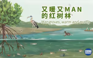 这种树又“man”又暖，你知道它是什么吗？
