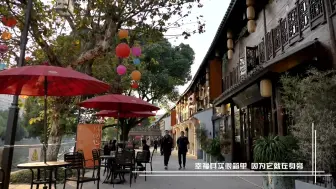 银杏飘落 感受余姚初冬暖阳下的幸福