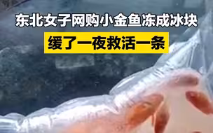 女子网购小金鱼冻成冰块，缓了一夜救活一条