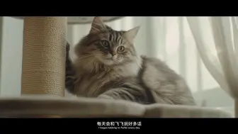 面对爱宠飞飞的突然“失踪”，柯林会如何应对？再次遇到飞飞之后，柯林会做出如何选择？#可灵AI导演共创计划 薛晓路导演作品《喵心归处》让我们感受人与宠物的情感牵绊