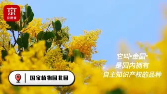 金色传说！咱们自主研制的金色丁香花开成海了