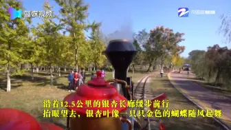 美呆！长兴这个地方的银杏林进入最佳观赏季了