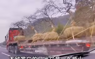 男子偶遇一车名贵树苗 价值能在上海换套房 网友：还没干柴实用