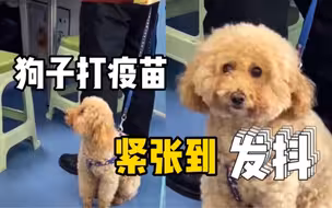 狗子打疫苗，紧张到发抖