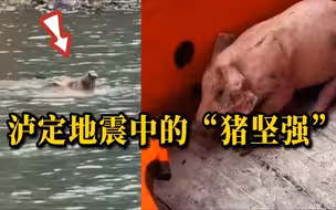泸定地震中的“猪坚强”，被发现时正在河中奋力漂游