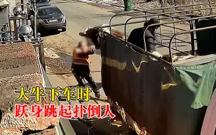 大牛下车时跃身跳起扑倒人，主人：没有装卸台牛害怕，人没事