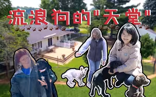 【冰汝看美国15】美国流浪狗救援：如果有天堂 天堂就是这样
