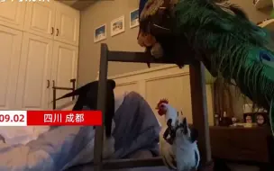 家庭版动物园！小伙家养孔雀乌鸦多种动物，起床就与它们亲密互动