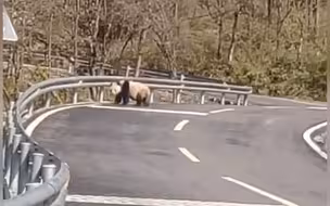 野生大熊猫过马路有多可爱？胖fufu钻过栅栏 临走前淡定瞥向镜头