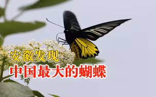 安徽发现中国最大的蝴蝶