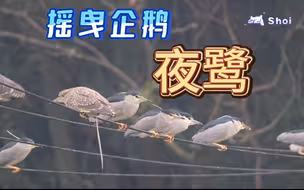【观鸟日常】我拍视频一般不笑出声，除非忍不住