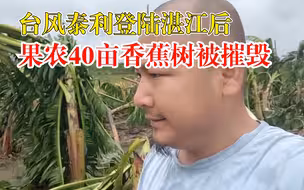 台风泰利摧毁湛江果农40亩香蕉树：风太大了，绑桩子固定无效