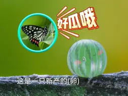 颜控福利速速围观！微距镜头下的蝴蝶卵美得不像话！你看它像不像西瓜？