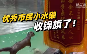 上海野生动物园:“拾金不昧”的小爪水獭收到了锦旗
