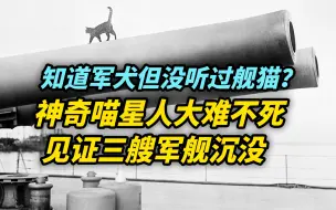 【奇闻】知道军犬但没听过舰猫？神奇喵星人见证三艘军舰沉没