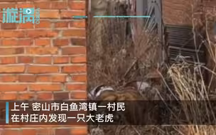 黑龙江一村庄闯入成年东北虎，车窗被一掌拍碎