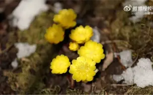 冰凌花破冰绽放好治愈 近日，吉林集安，一朵朵金黄色的冰凌花破冰绽放。冰凌花被誉为“林海雪莲”，是东北大地上最先绽放的花蕾之一，标志着东北地区春天的来临（新华社）