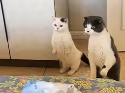 猫：折腾十个月就生一个崽？