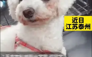 学校设宠物专业学生带爱犬上学：还设有专门的狗房
