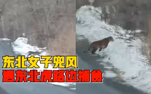 东北女子兜风遇东北虎路边捕食：第三次在野外见老虎，像在捉野兔