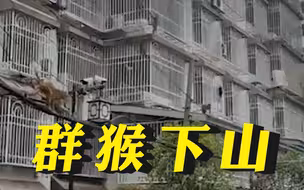 官方回应群猴下山窜入小区：黔灵山闭园群猴窜入小区觅食，正在诱导归园