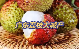 坏消息：广东荔枝大减产；好消息：龙眼有的是！