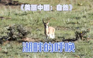 《美丽中国：自然》超级奶爸系列第四集：湖畔的呼唤