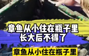 好品山东｜章鱼竟然从小就住在瓶子里！五六个月后打捞上岸，新鲜，健壮，大量出口！