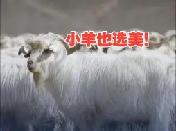 小羊也选美！西藏顶级羊绒来自它们