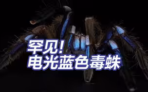 泰国发现罕见电光蓝色毒蛛