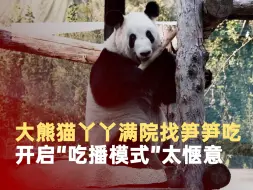大熊猫丫丫开启吃播模式