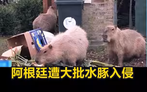阿根廷首都近郊遭大批水豚入侵 网友：这是大耗子吗