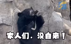 动物园黑熊忘情跳舞又比心 你就说这票值不值吧