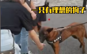 流浪犬凭实力成为警犬学员 将被培养成搜爆犬