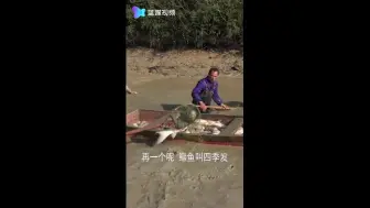 年味长兴｜乖乖 你看这鱼真大！