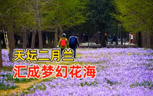 天坛公园二月兰开成梦幻花海，吸引市民拍照打卡